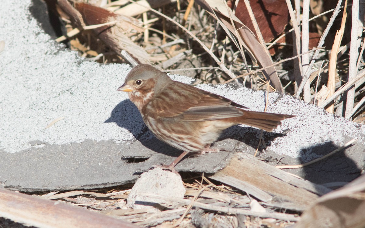 Fox Sparrow (Red) - Bill Deppe
