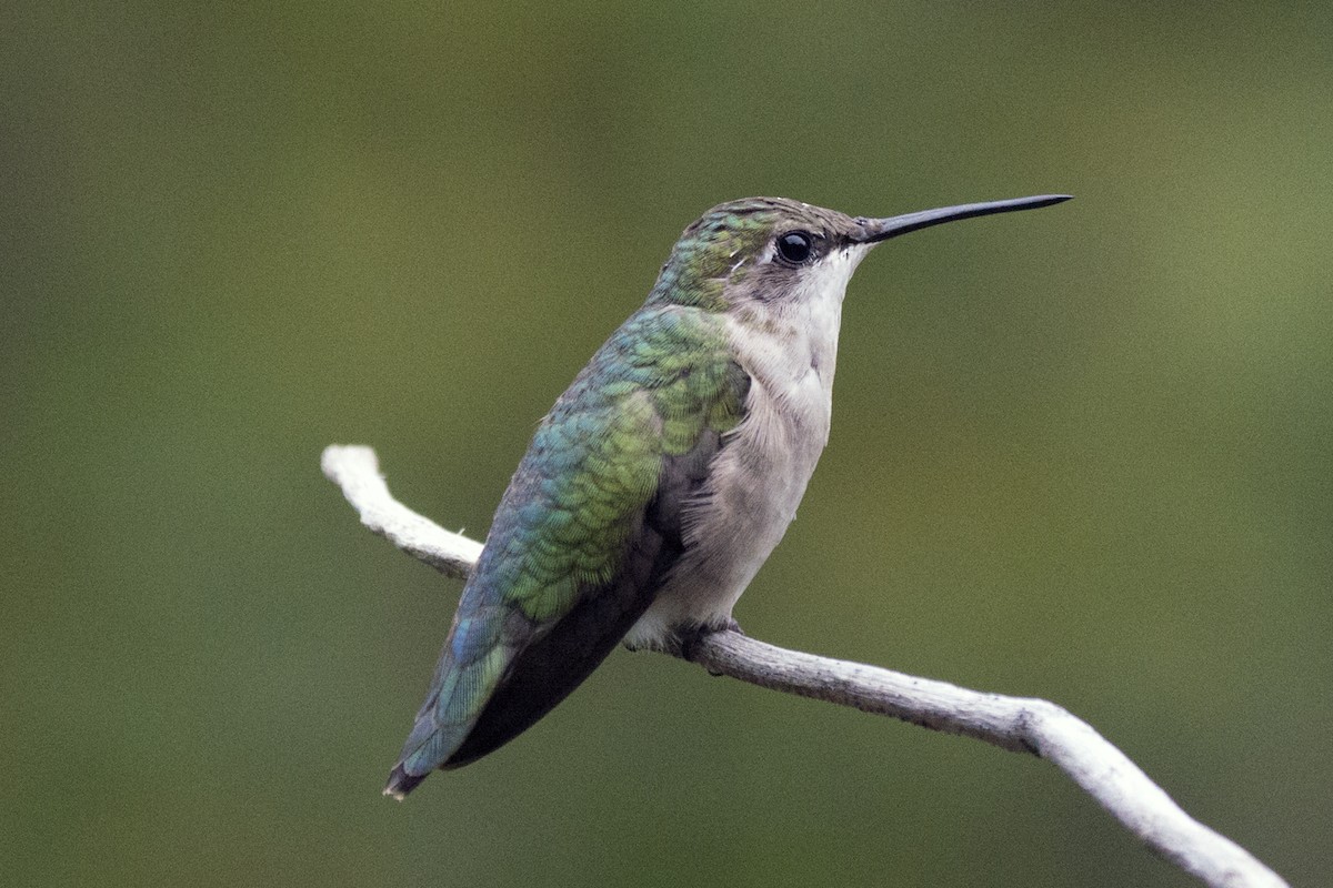 Ruby-throated Hummingbird - Michael Hatton