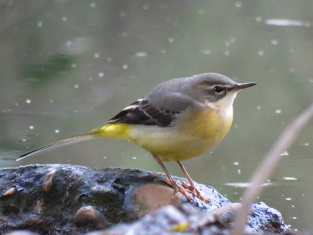 Gray Wagtail - Pedro Fernandes
