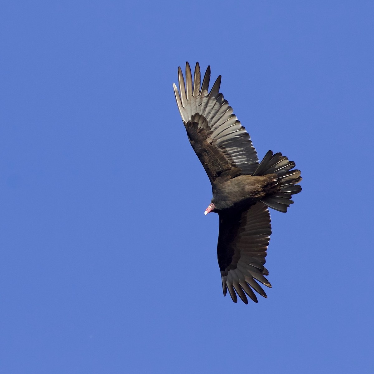 Turkey Vulture - John Gluth
