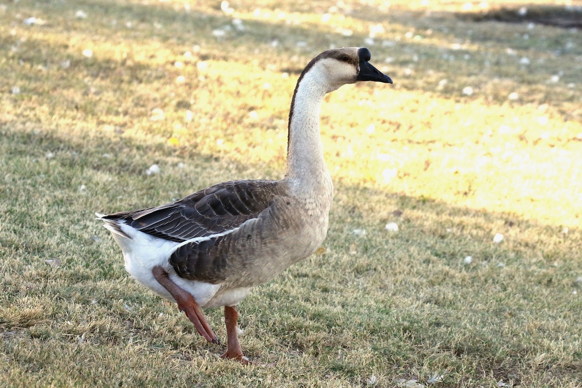 Swan Goose (Domestic type) - ML75619621