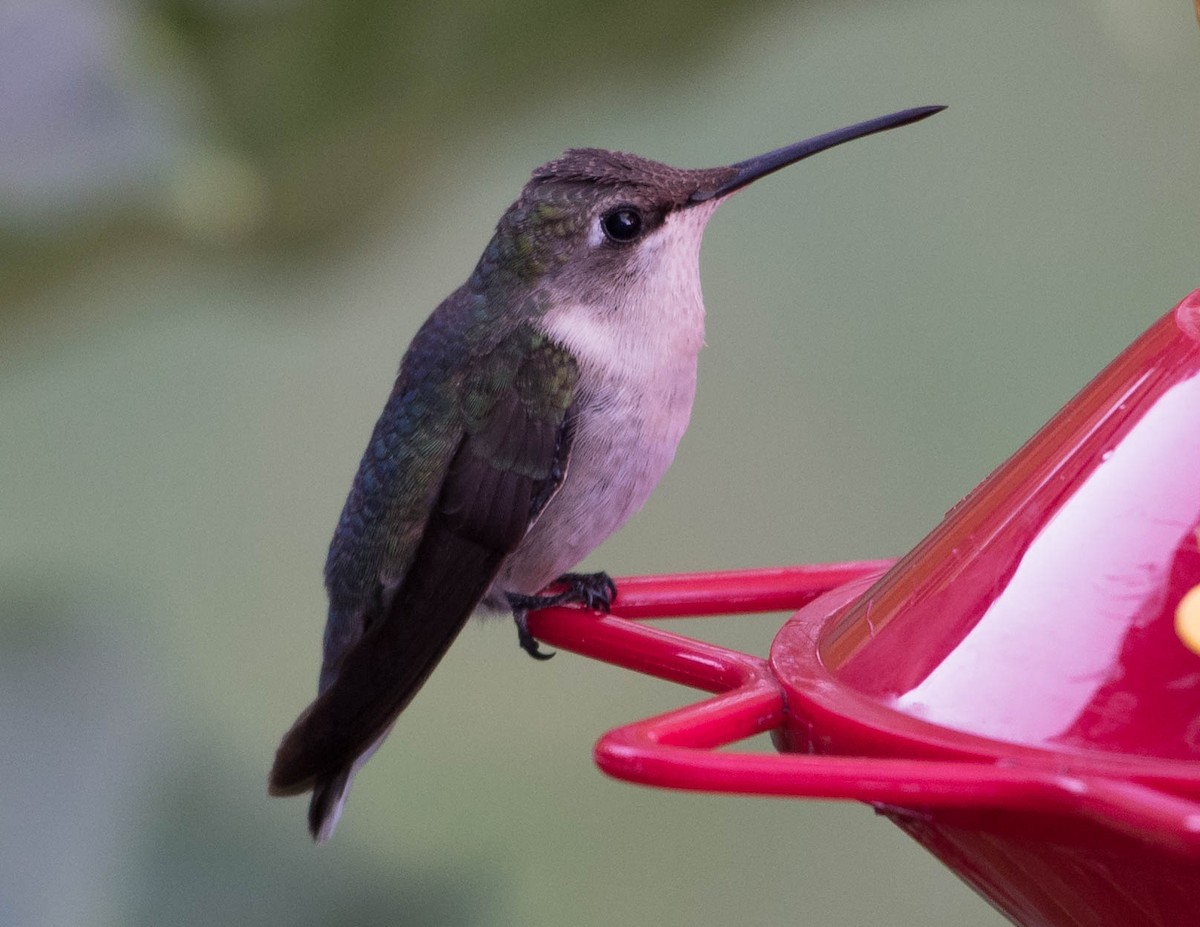 Ruby-throated/Black-chinned Hummingbird - ML75619801
