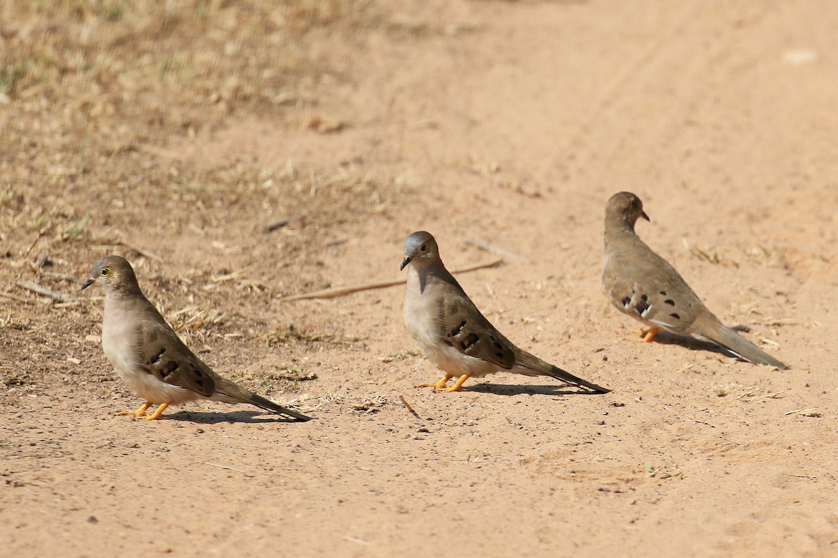 Long-tailed Ground Dove - ML75620251
