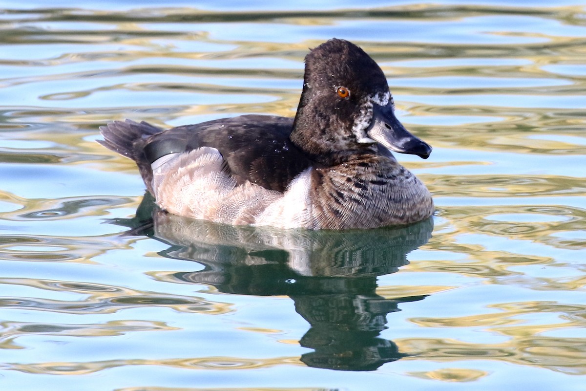 Ring-necked Duck - ML75620391