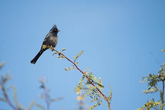 Phainopepla