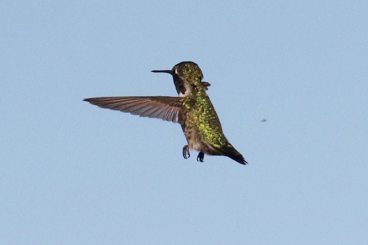 Anna's Hummingbird - ML75621131