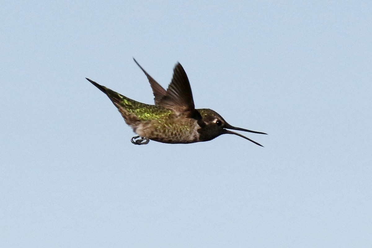 Anna's Hummingbird - ML75621141