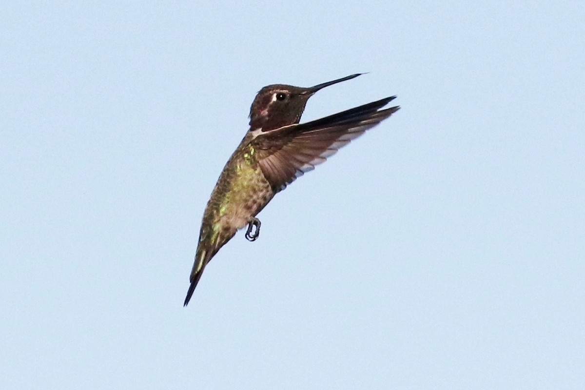 Anna's Hummingbird - ML75621191