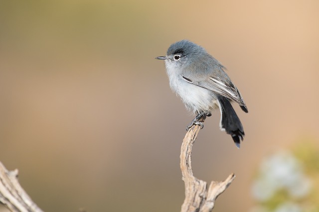 Blue-gray Gnatcatcher - eBird