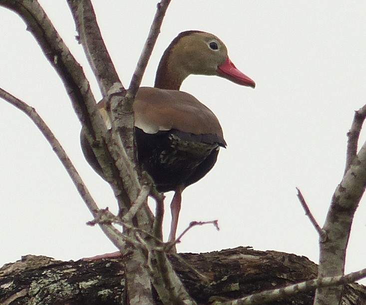Black-bellied Whistling-Duck - Suzanne Cholette