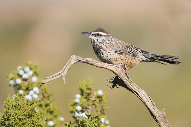 Cactus Wren