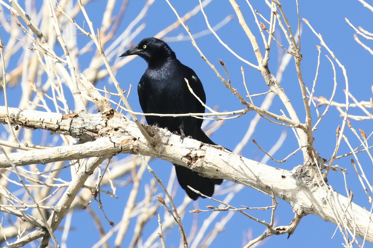 Great-tailed Grackle - Lindsay Story