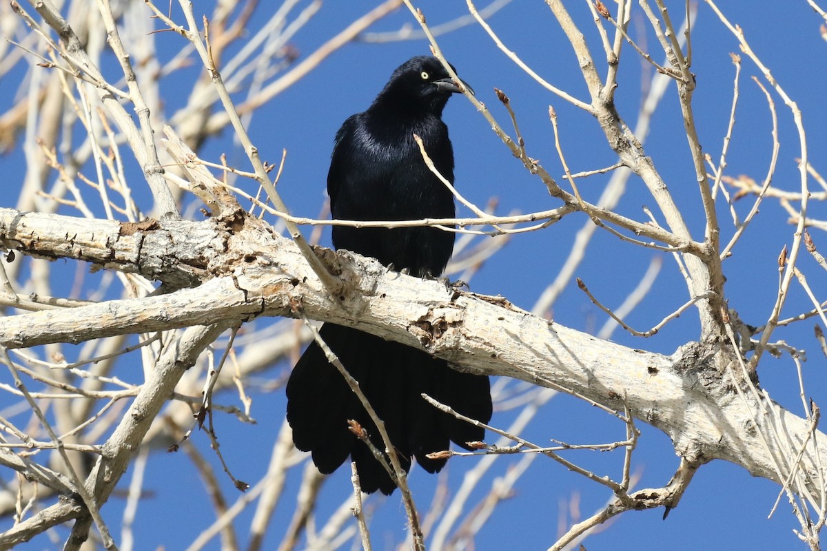 Great-tailed Grackle - Lindsay Story