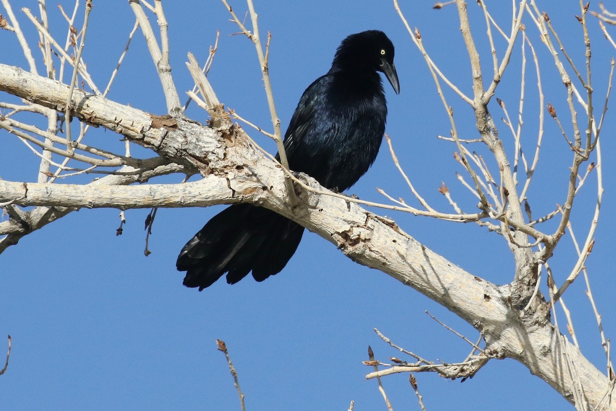 Great-tailed Grackle - ML75622231
