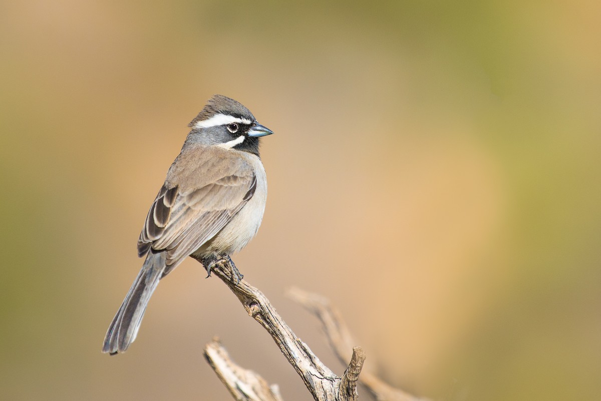 Black-throated Sparrow - Adam Jackson