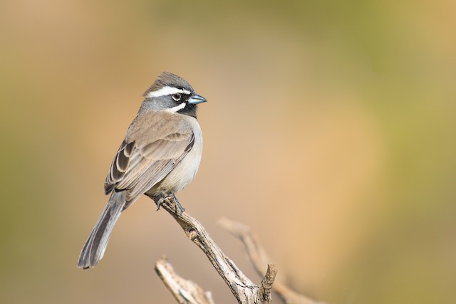 Black-throated Sparrow