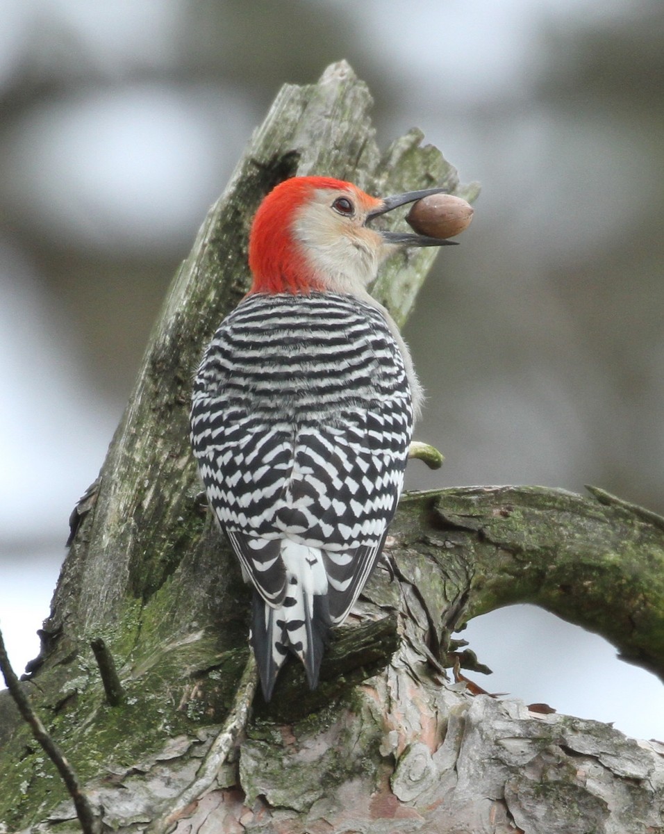 Red-bellied Woodpecker - ML75627361