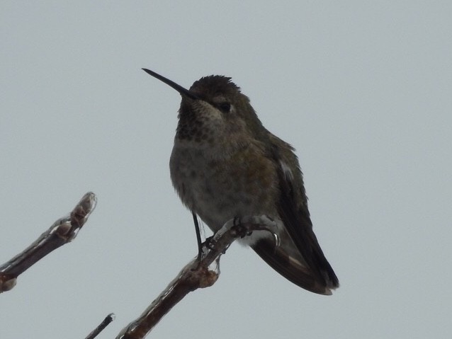 Anna's Hummingbird - ML75629251