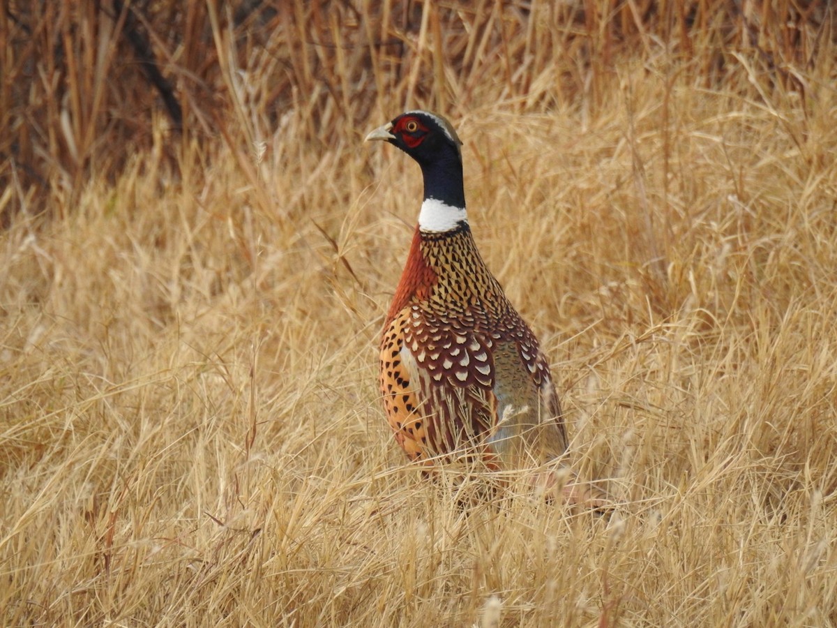 Ring-necked Pheasant - ML75634591