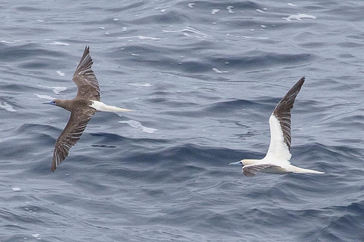 Red-footed Booby - ML75640961