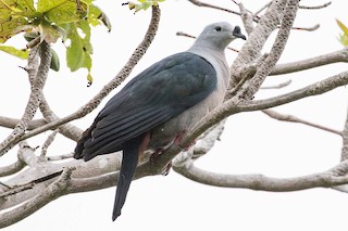  - Pacific Imperial-Pigeon