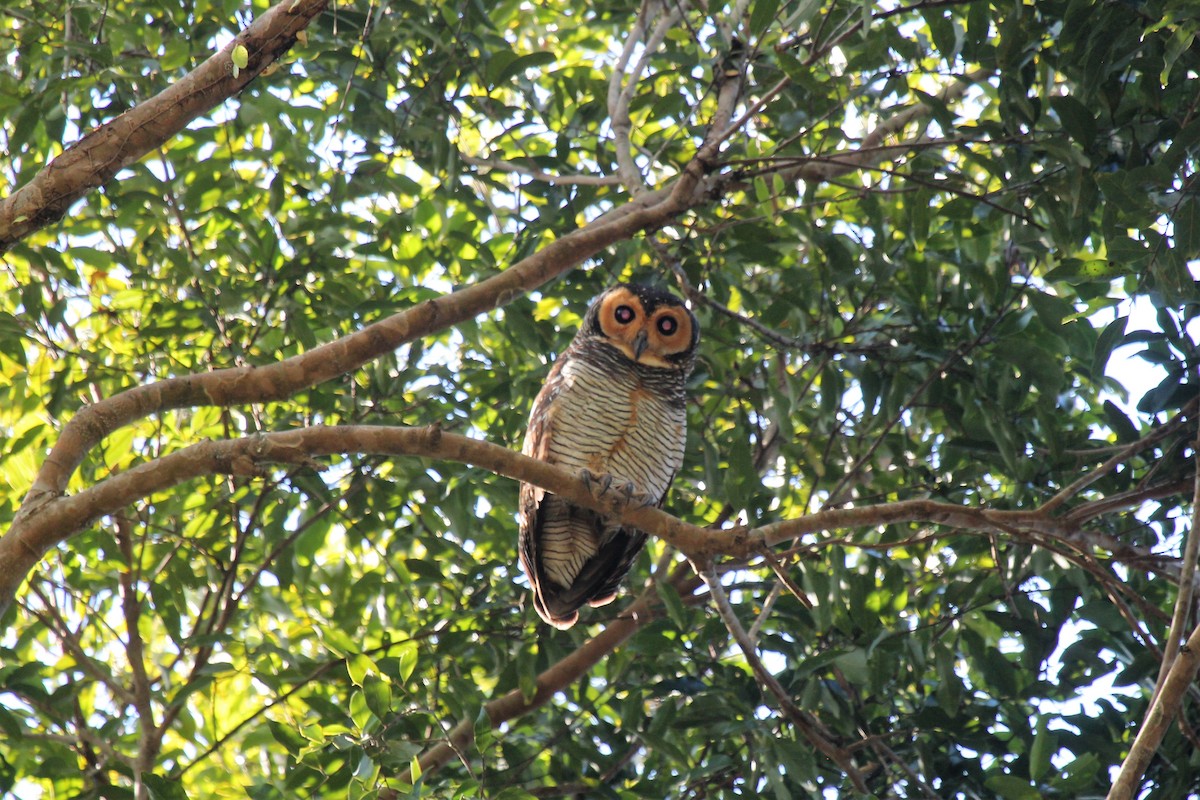 Spotted Wood-Owl - ML75641631