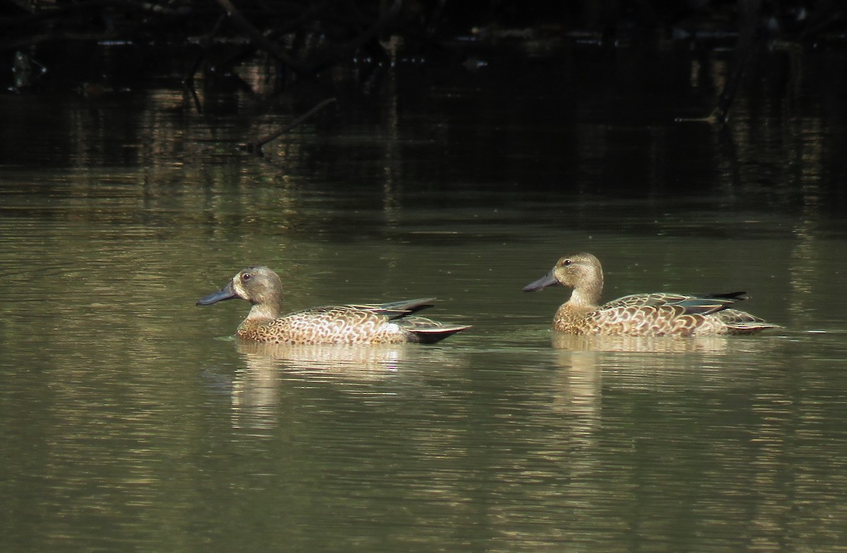 Blue-winged Teal - ML75642071