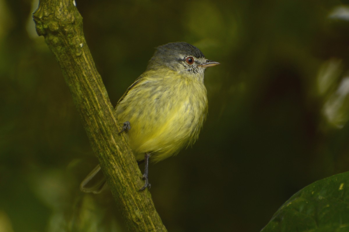 White-fronted Tyrannulet - ML75644941