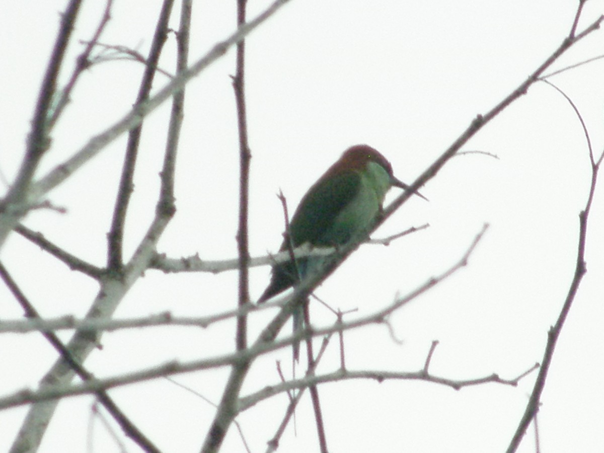 Rufous-crowned Bee-eater - ML75646971