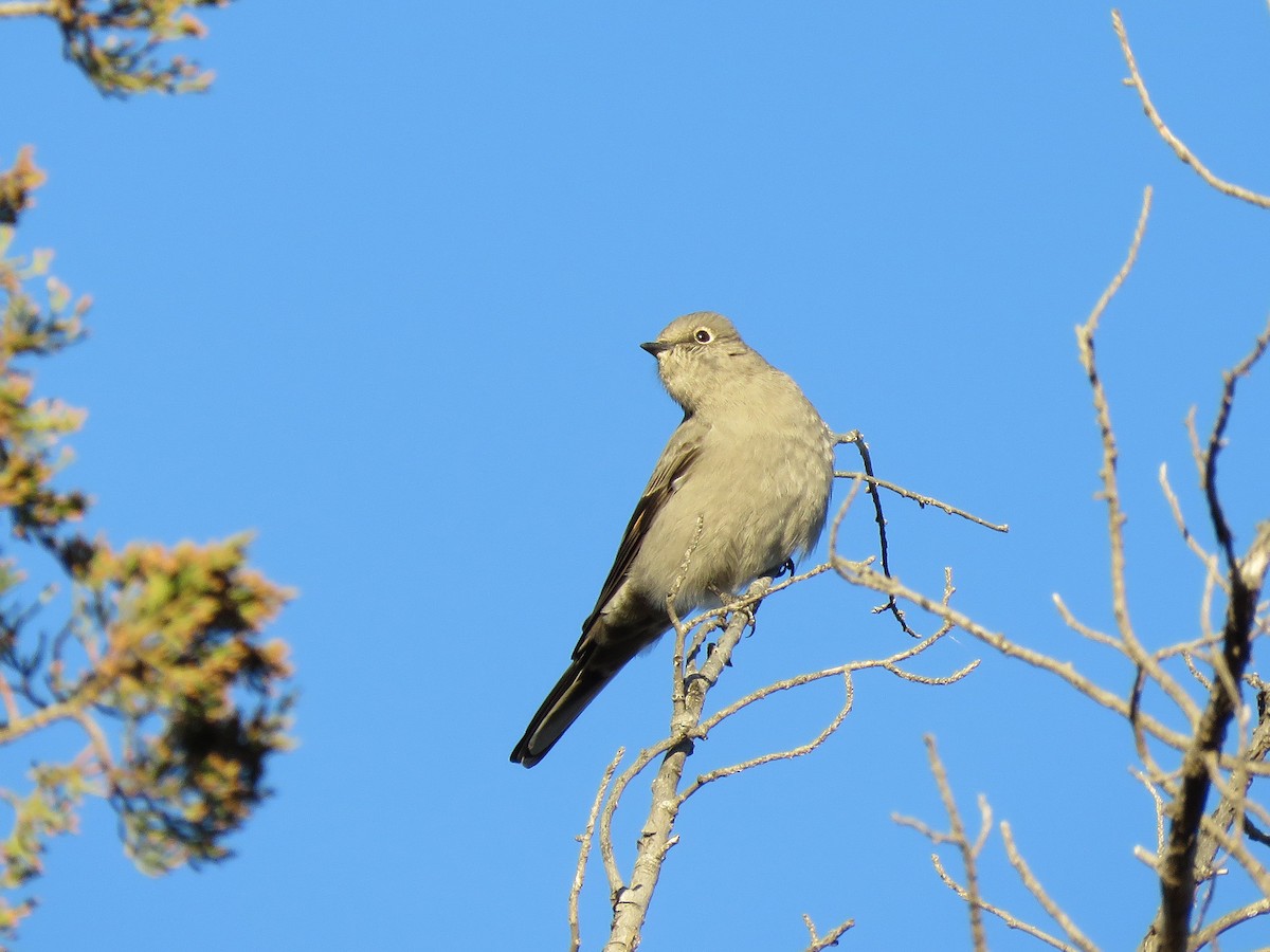 Townsend's Solitaire - ML75648571