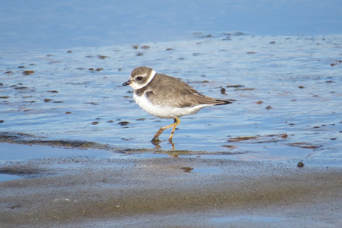 Semipalmated Plover - Charlotte Morris