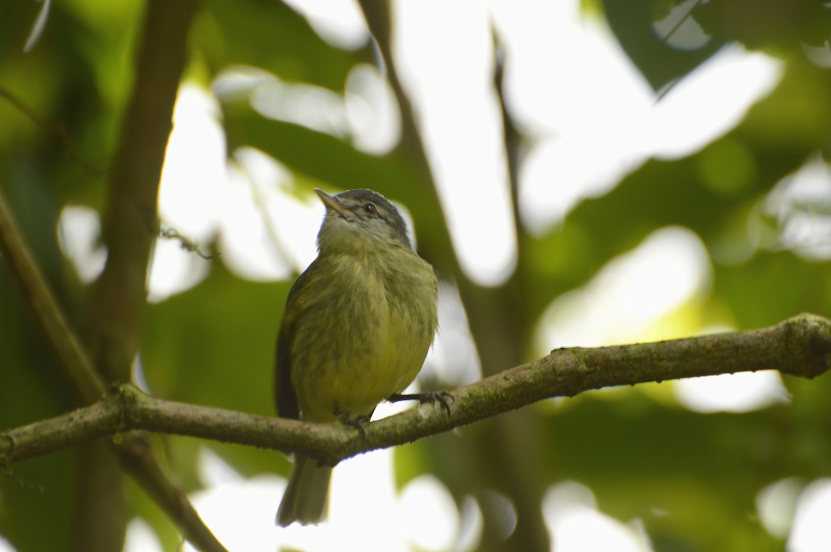 White-fronted Tyrannulet - ML75651161