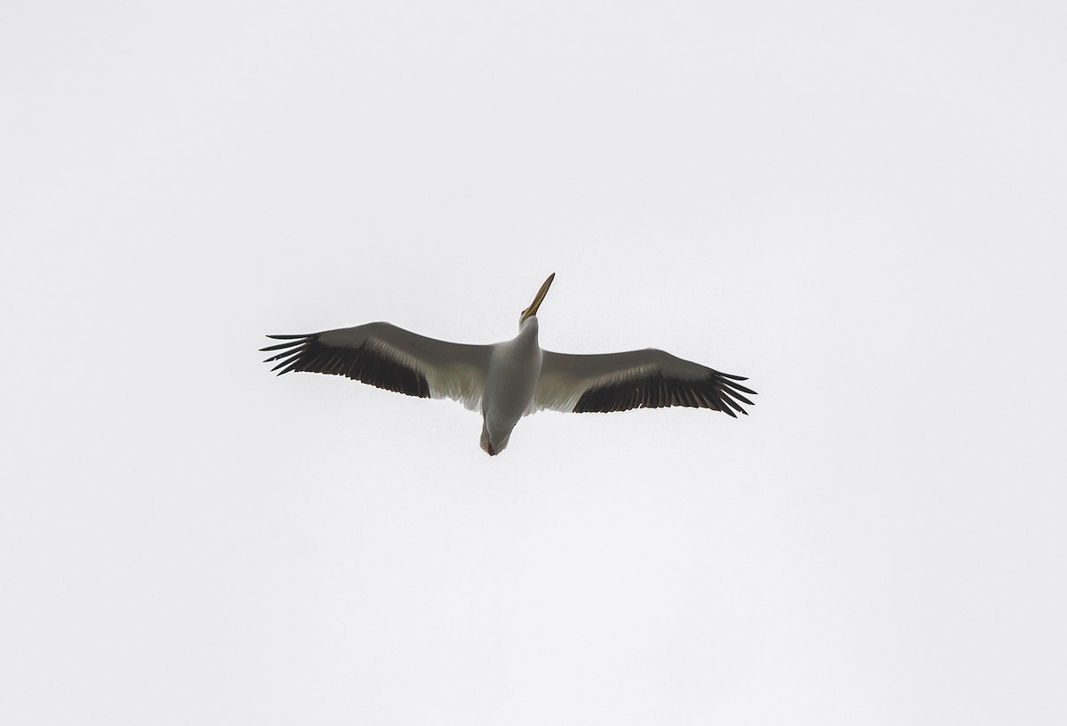 American White Pelican - Jory Teltser