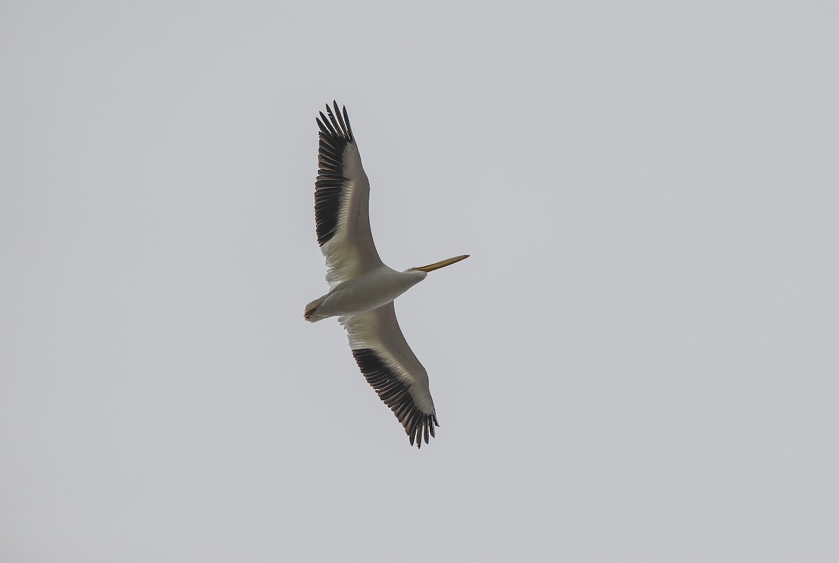 American White Pelican - Jory Teltser