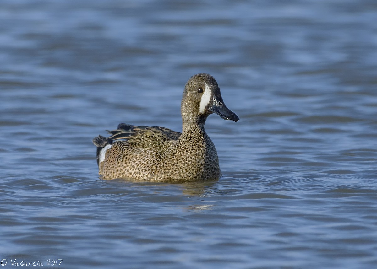 Blue-winged Teal - ML75654871