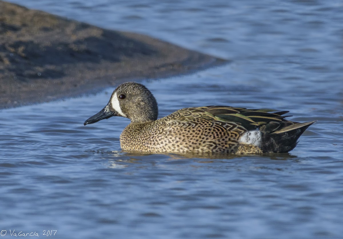 Blue-winged Teal - ML75654901