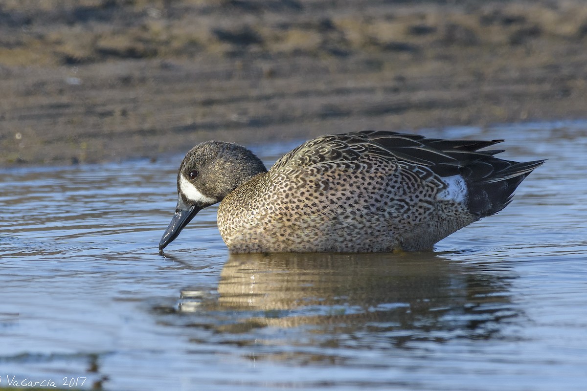 Blue-winged Teal - ML75654911