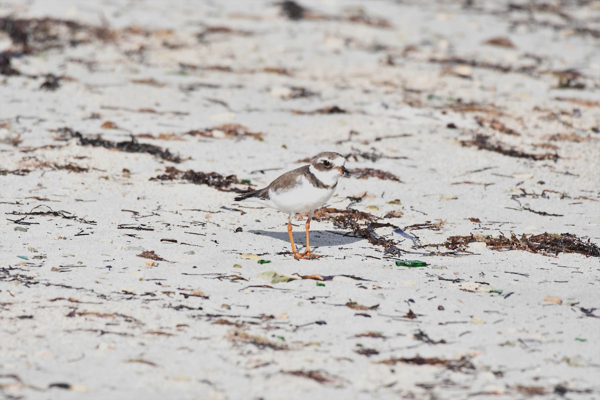 Semipalmated Plover - Christopher Johnson