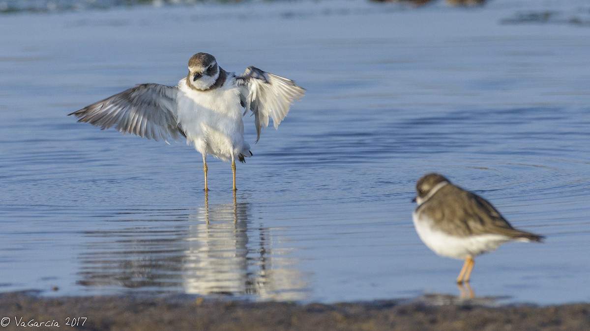 Semipalmated Plover - ML75655191