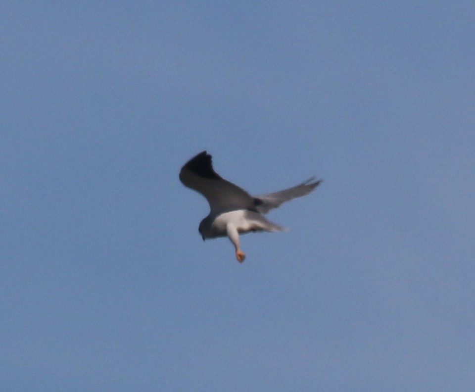 Black-winged Kite - Dan Fox