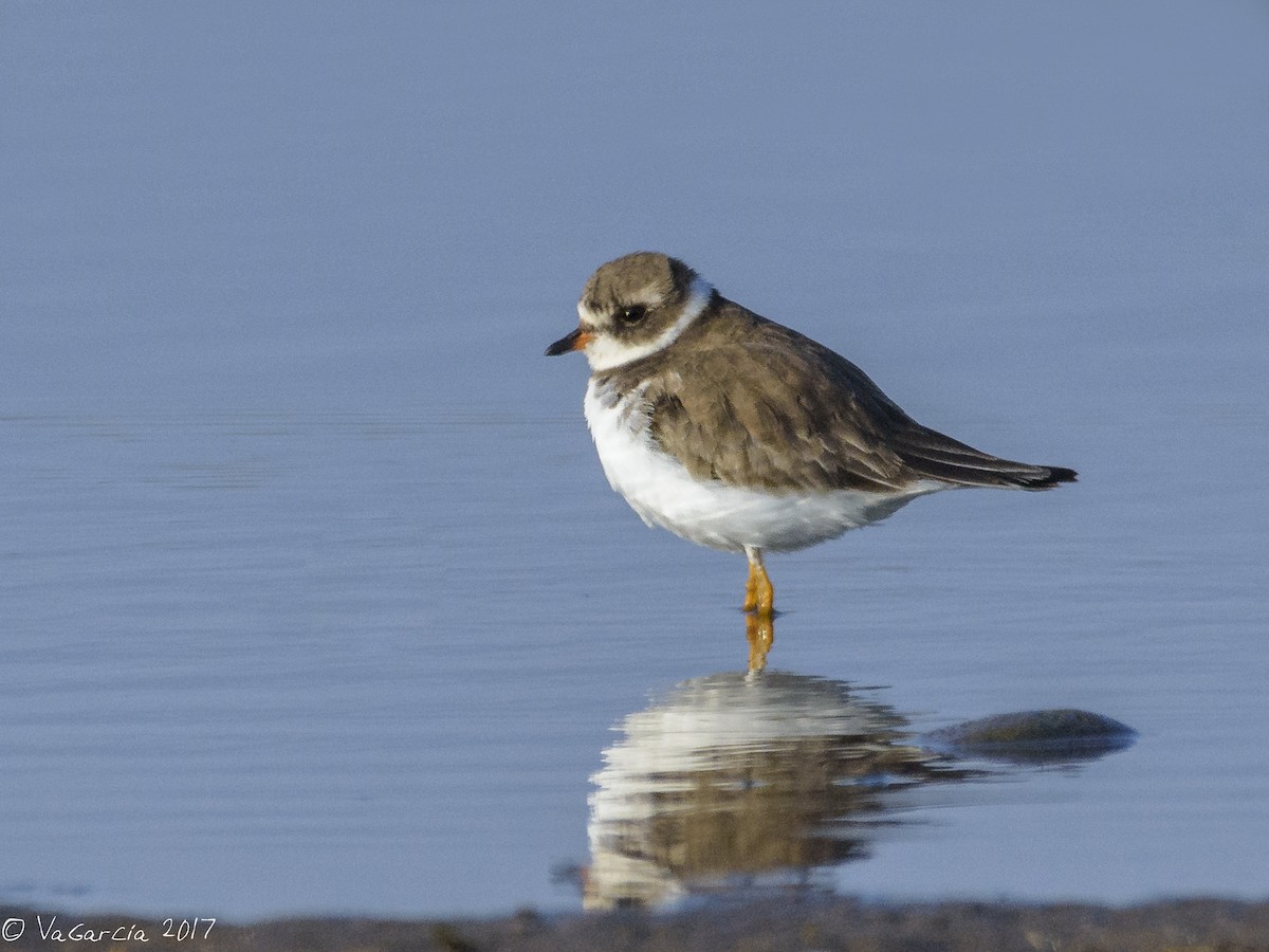 Semipalmated Plover - ML75655241
