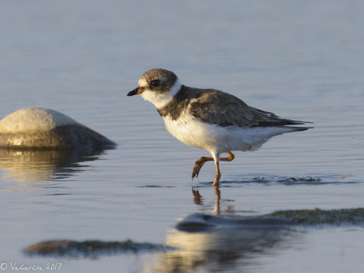 Semipalmated Plover - ML75655261