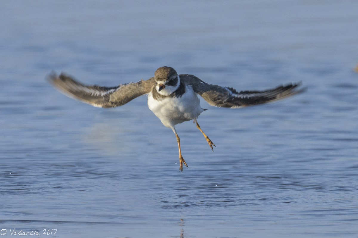Semipalmated Plover - ML75655271