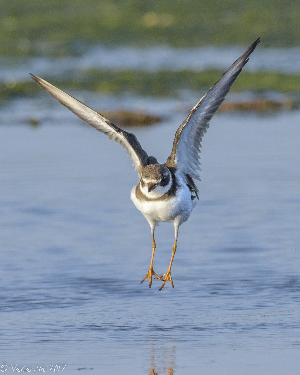 Semipalmated Plover - ML75655311
