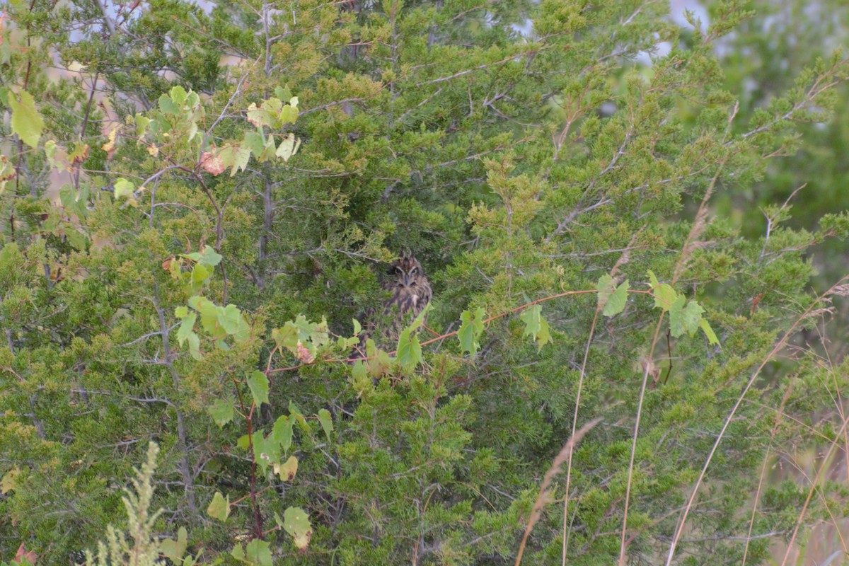 Short-eared Owl (Northern) - Connor Hawey