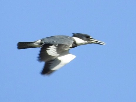 Belted Kingfisher - ML75660941
