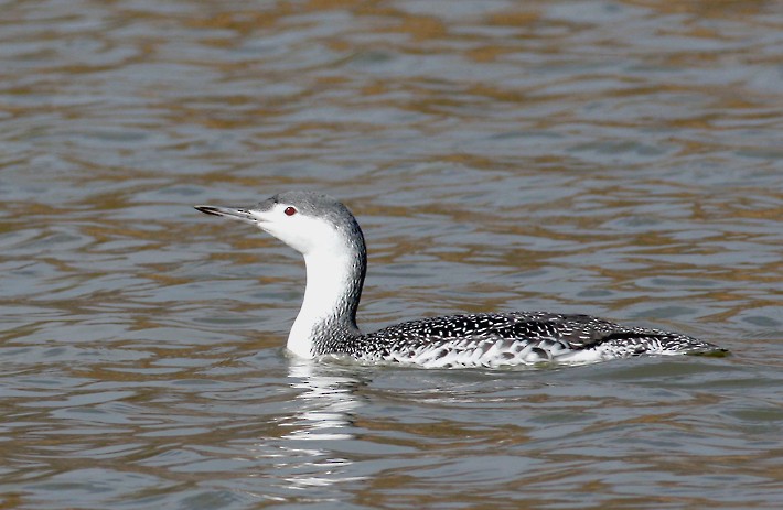 Red-throated Loon - Bill Hubick