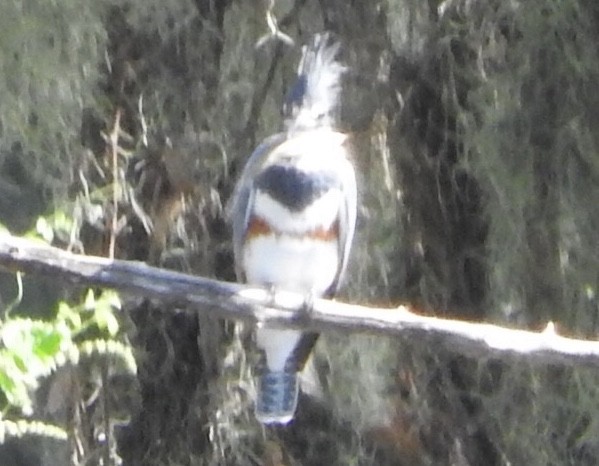 Belted Kingfisher - ML75661181