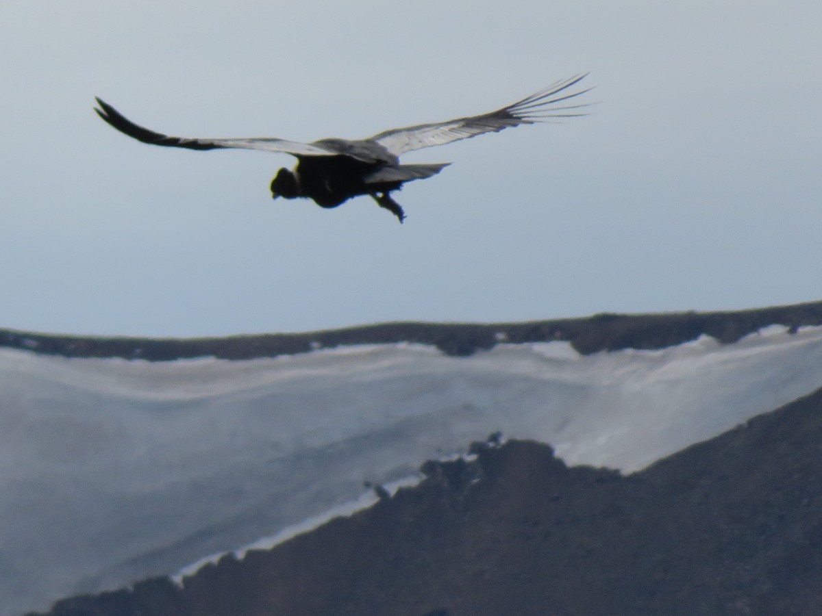 Andean Condor - Cecilia de Larminat
