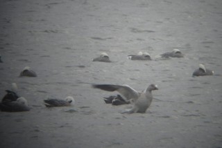 Snow Goose, ML75666181